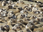 北岛羊毛拍卖会本周再次获得支持，售出5700捆羊毛，成交额增长了81%。