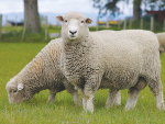 新西兰牛羊肉公司表示，这项试验强调了农民使用遗传分析工具的力量。