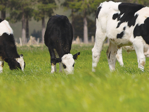 Alleva动物健康公司声称，在牛淋剂的功效和安全性方面，这是一个巨大的飞跃。