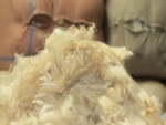 在最新的新西兰羊毛服务国际拍卖会上，大量的短第二剪略有缓解。
