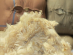 出售的4700包棉花清仓率为74%，结果喜忧参半。