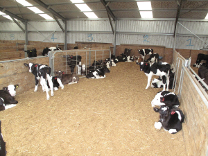 犊牛应该在4天大时给予单一处理，该产品's被批准用于有机农场。