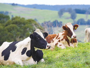 维多利亚州是澳大利亚乳制品行业的主要贡献者，占澳大利亚乳制品出口的77%，价值21亿澳元。