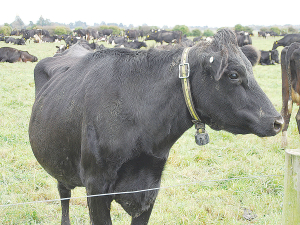 林肯大学奶牛场正在扩大研究范围，包括可变挤奶频率，将牧草基础包括芭蕉，以及降低替代率。