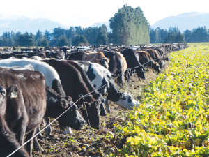 不断调整冬季饲料作物管理以保护其土壤和水资源的过程正在产生效益。