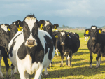 新西兰生物安全局提醒农民保持他们的NAIT要求。