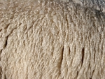美元走强、海外市场兴趣受限，以及一种羊毛品种本周的高成交量，使得当地羊毛价格有所回落。
