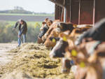 该试验将涉及Arla食品公司在三个国家拥有的1万头奶牛。