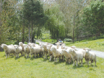 饲养抗虫公羊是牧羊农民控制羊群中蠕虫负担的一种好方法。