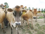 第一产业部(MPI)正在调查一种新的牛分枝杆菌菌株是如何感染坎特伯雷的牛群的。