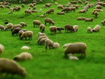 出售的7250包北岛羊毛的清仓率为72%，大多数品种的清仓率进一步下降。