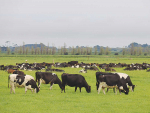 高完整性草饲畜群(High)项目通过减少合成氮肥的使用和提高低成本放牧系统的牛奶生产效率，为牧场奶牛场确定了积极成果。